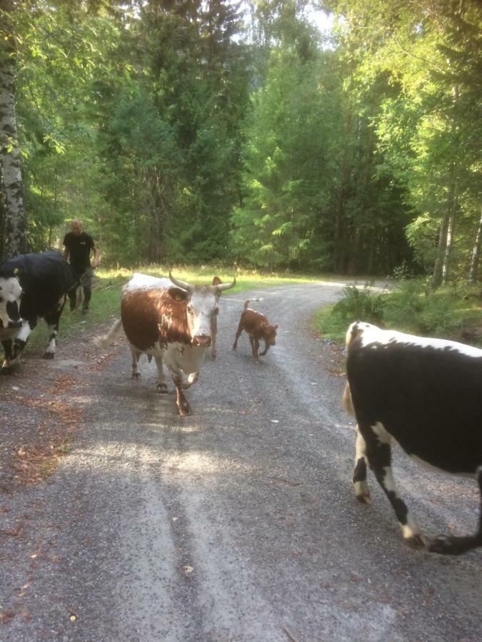 Séjour à la ferme Tjonnas Farm